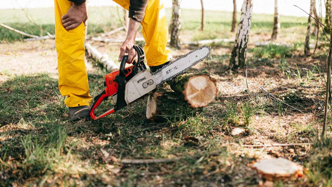 Best Tree Branch Trimming  in Marion, PA